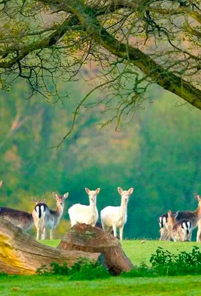 Photo of deer in the New Forest.