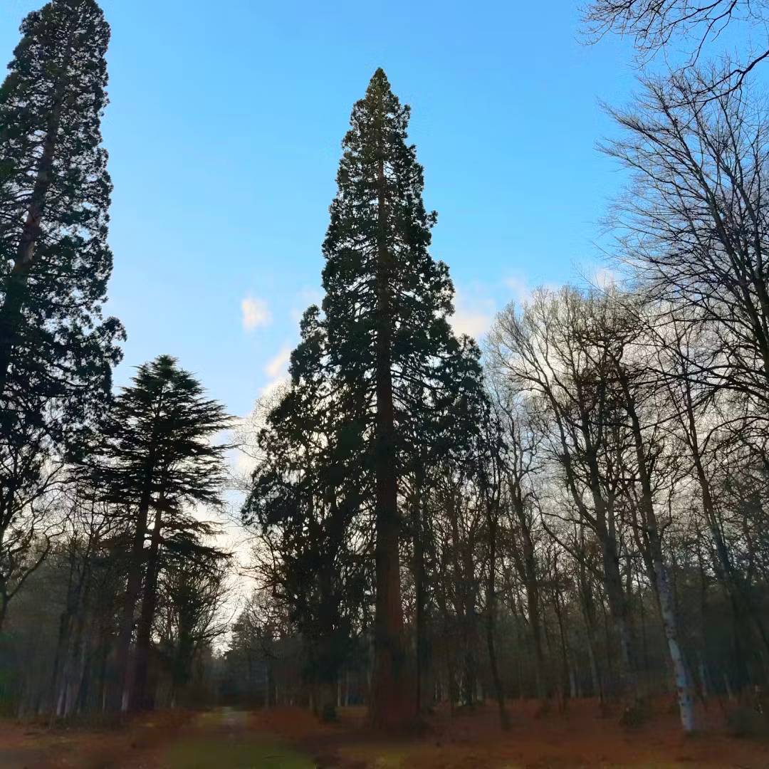 Photo of the tall trees in the New Forest.